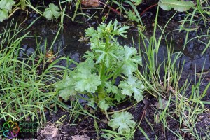 ranunculus sceleratus (2) (1200 x 799).jpg_product_product_product